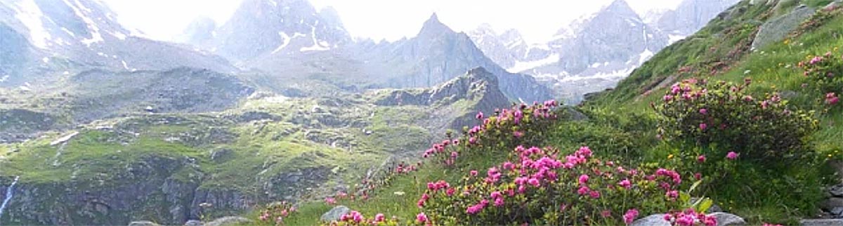 Alpenrosen - Rododendri delle Alpi