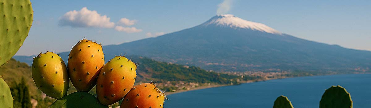 Kaktusfeigen auf Sizilien