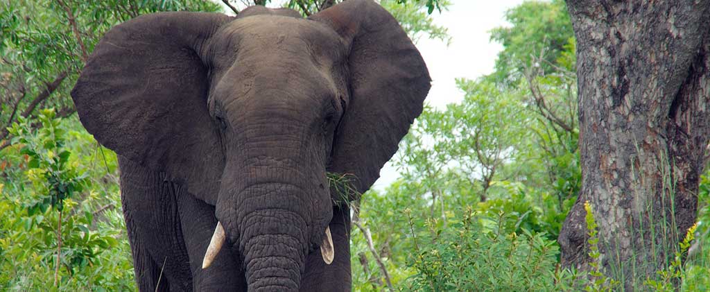 Waldelefant im Udzungwa Nationalpark