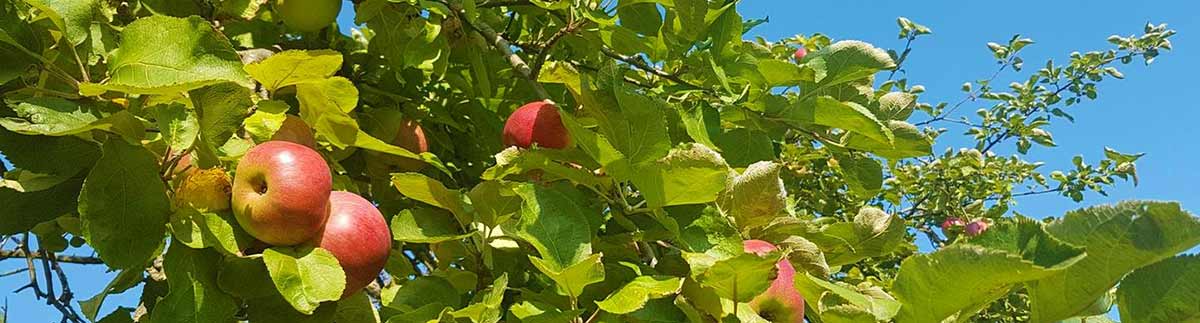 Streuobst Calw, Enzkreis, Freudenstadt Streuobst Calw, Enzkreis, Freudenstadt