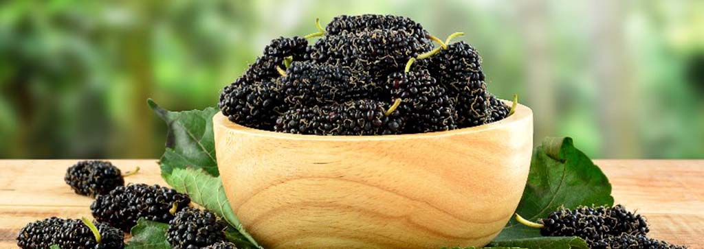 Maulbeeren aus Sizilien Maulbeeren aus Sizilien