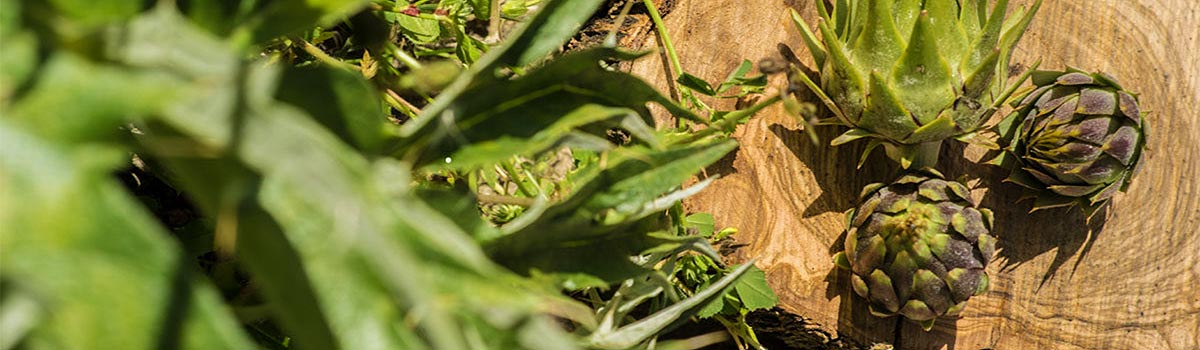 Wilde Artischocken von Zinurra aus Kalabrien