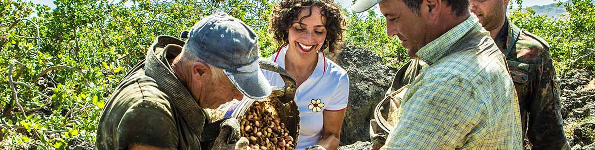 Pistazienernte bei A Ricchigia in Bronte