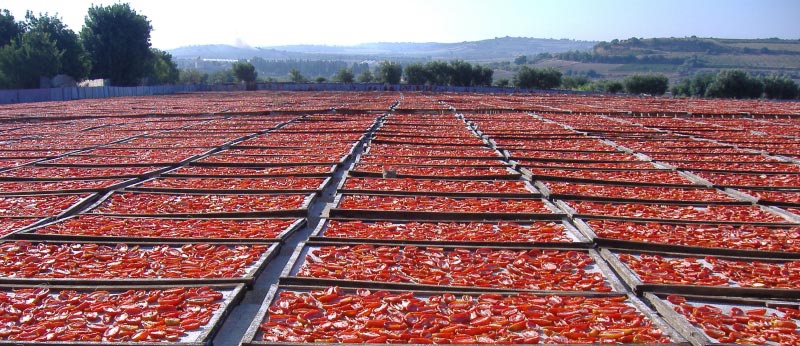 Sonnengetrocknete Tomaten auf Sizilien Sonnengetrocknete Tomaten auf Sizilien