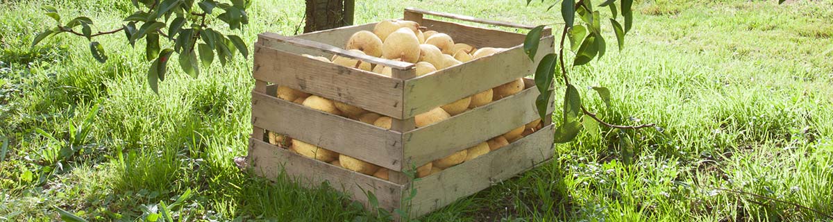 Williams Christ Birne