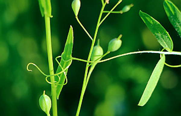 Der Leindotter als Stützpflanze für die Alp-Linsen