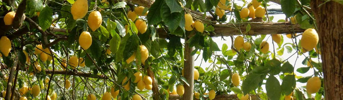 Limone Costa D'Amalfi IGP Limone Costa D'Amalfi IGP