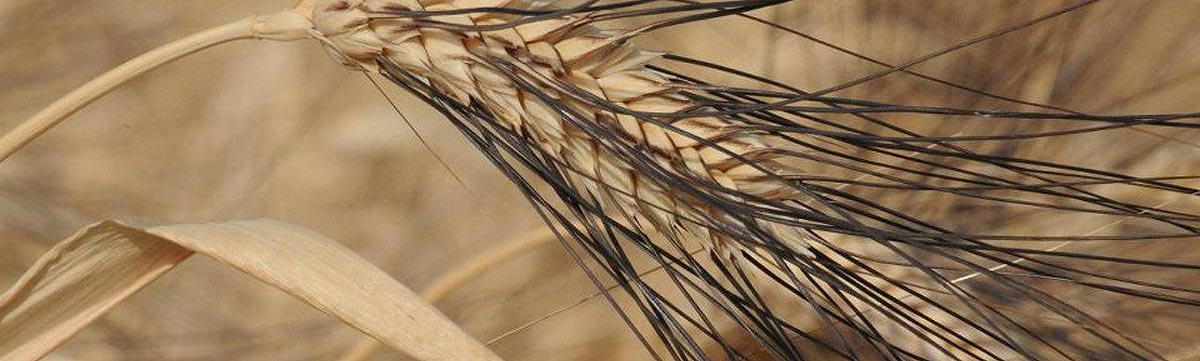 Senatore Cappelli-Weizen