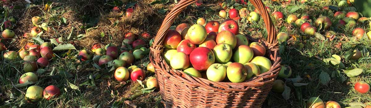 Streuobst in Baden-Württemberg