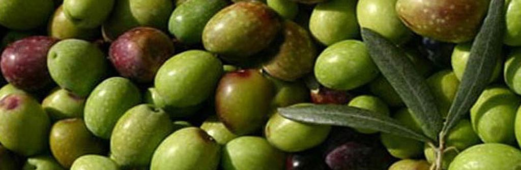 Olive Nocellara Etna